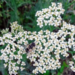 Achillée millefeuille Bio