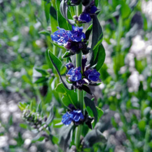 Hysope officinale Bio