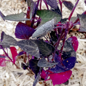 Arroche rouge Bio