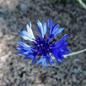 Bleuet bleu Bio