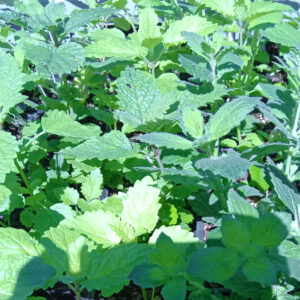 Mélisse officinale Bio