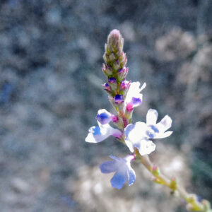 Verveine officinale
