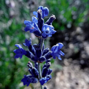 Lavande officinale Bio