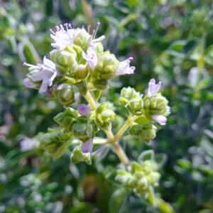 Thym commun Bio