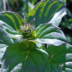 Menthe basilic Bio
