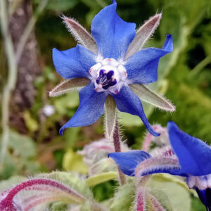 Bourrache officinale Bio