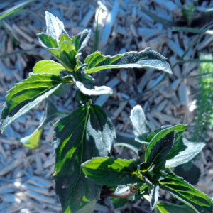 Menthe bergamote Bio