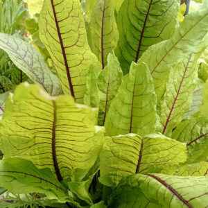 Oseille sanguine Bio