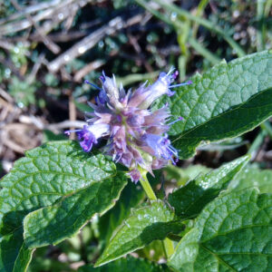Agastache anisée Bio