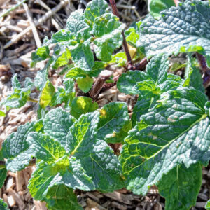 Menthe verte Bio